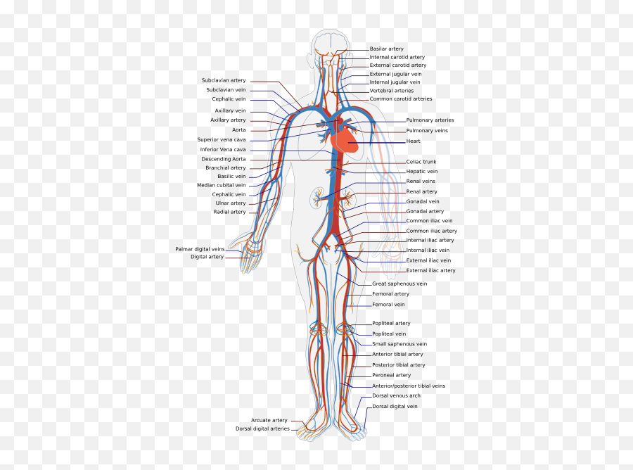 Aim Aimmy - Body Blood Flow Emoji,Emotion And Intertrochanteric Fracture