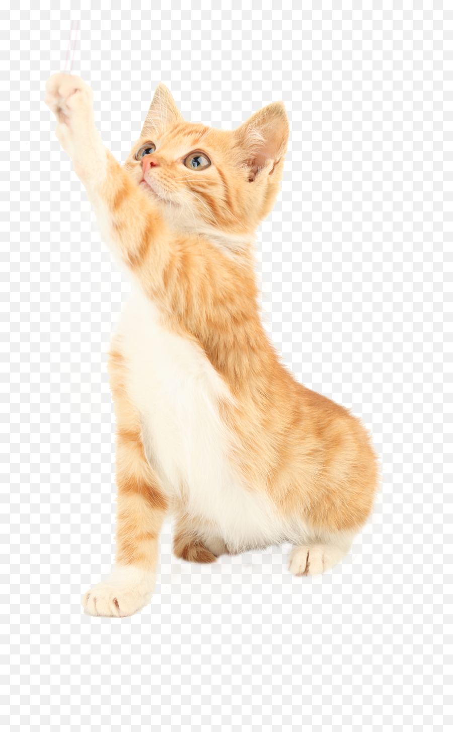 Toy Pet Dog Cat Jumping Amazon - Cat Emoji,Emoticon Jumping Cat