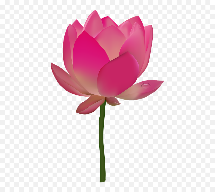 Pink Flower Emoji Png - Clipart Image Of Lotus Flower,Hibiscus Emoji