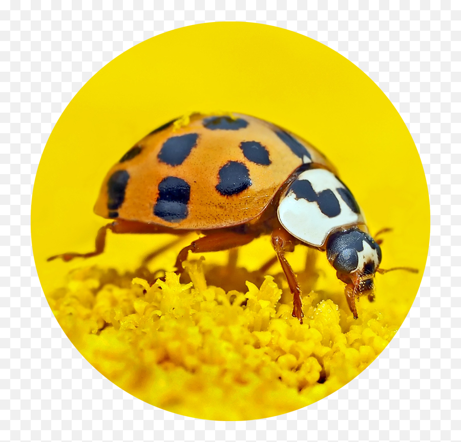 Lesson Plans - Egoismo Y La Mezquindad Emoji,What Is The Termite, Ladybug Emoticon