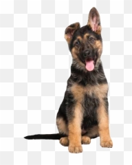 The Most Edited - 3 Month Jarman Safed Dog Emoji,Gsd German Shepard Emojis