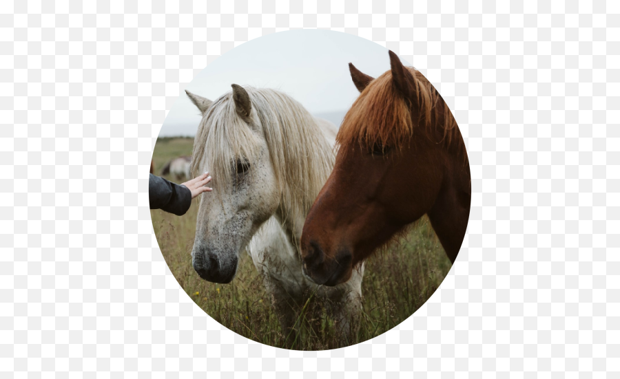 Equine Facilitated Wellness Oncology Patients Care - Mustang Emoji,Erbluhen Emotion 2v2