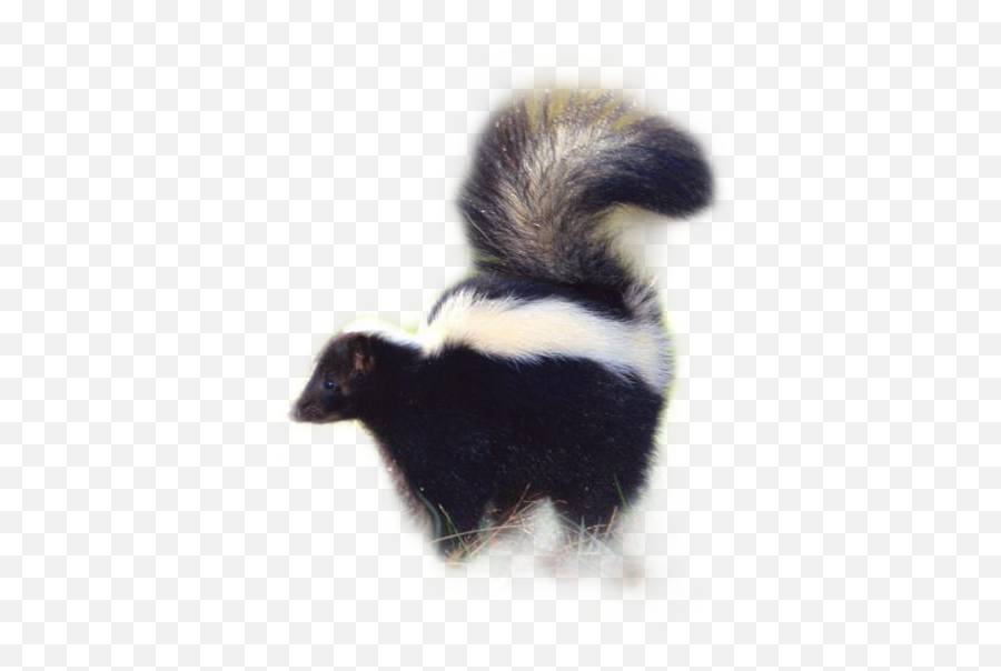 Skunk Sticker - Striped Skunk Emoji,Skunk Emoji