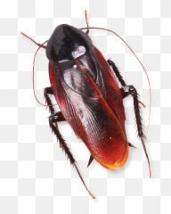 Levels Of Control - Insects Emoji,Facebook Cockroach Emoticon