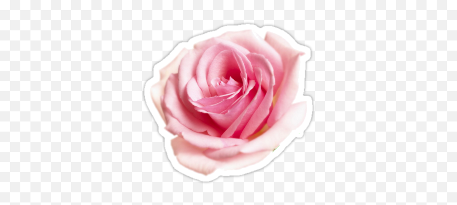 Pink Rose By Ghjura Beautiful Pink Roses Pink Roses Pink Emoji,Dead Rose Emoji