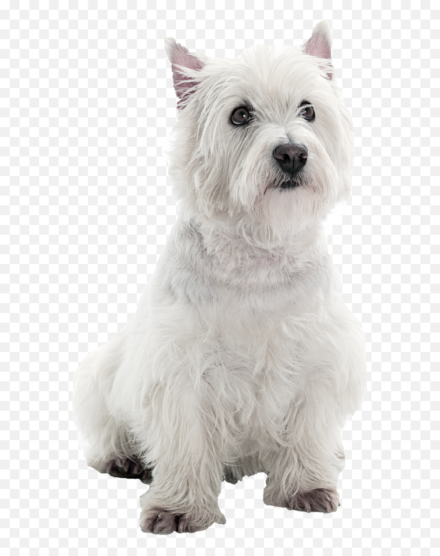West Highland Terrier Png U0026 Free West Highland Terrierpng - West Highland White Terrier Png Emoji,Scottie Dog Emoji