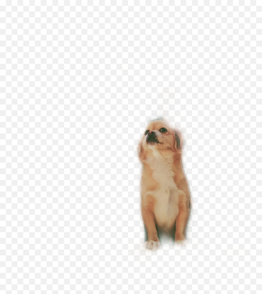 Sad Dog Ee Sticker By Annata - Northern Breed Group Emoji,E.e Emoji
