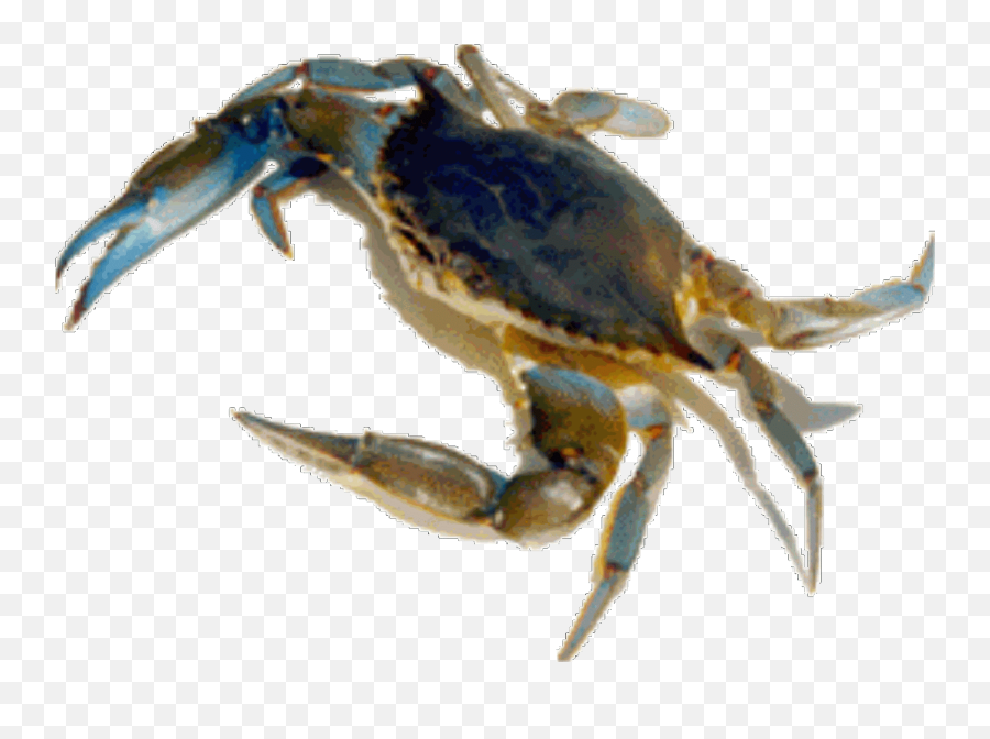 Crabs Clipart Sea Creature Crabs Sea - Transparent Background Sea Creatures Emoji,Crab Emoji