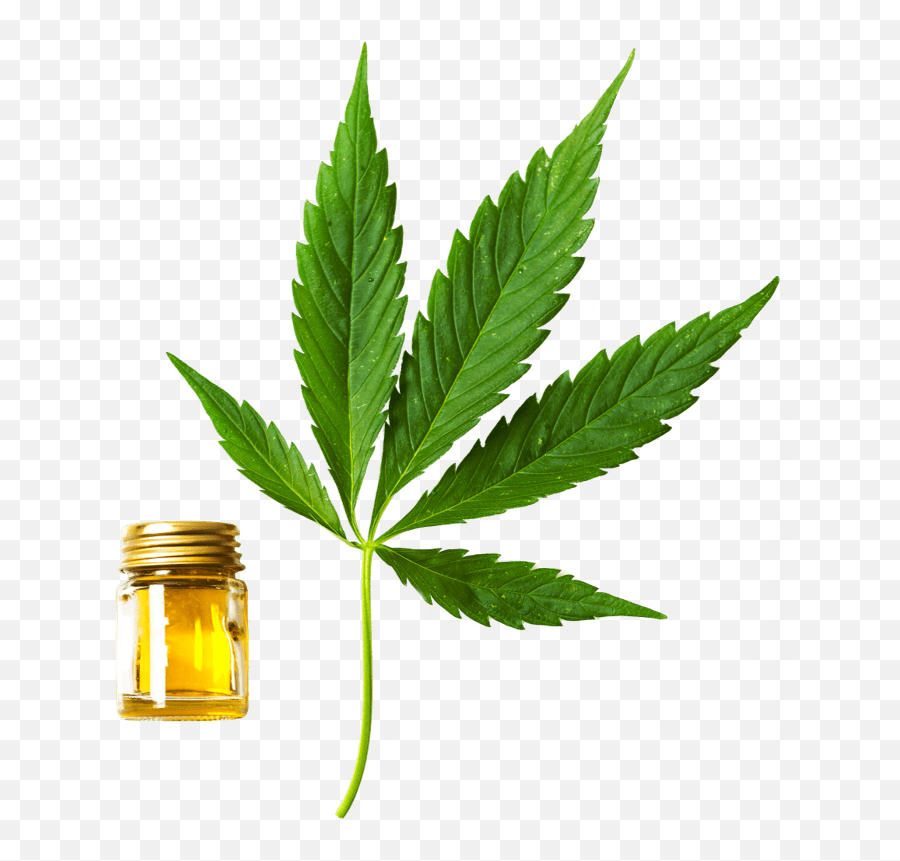 Canafarma Hemp Products Corp - Cbd Oil Drug Emoji,Cannabis Piggy Emoticon
