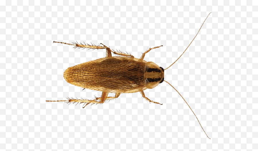 Do Cockroaches Bite - Popo De Cucaracha Americana Emoji,Facebook Cockroach Emoticon