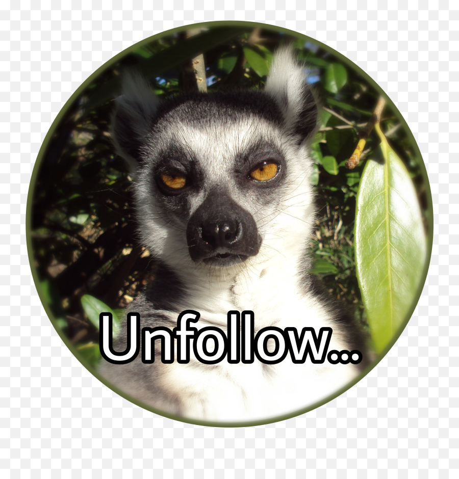 The Most Edited Obserwuj Picsart - Irritated Lemur Emoji,Lemur Emoticon
