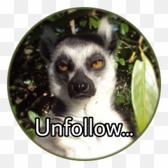The Most Edited Obserwuj Picsart - Irritated Lemur Emoji,Lemur Emoticon