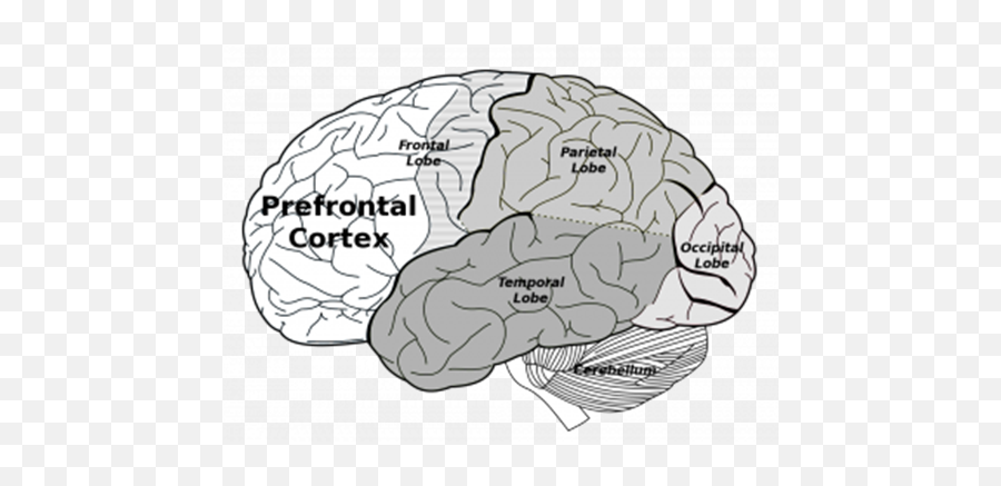 Blank By Nakins On Emaze - Lobes Of The Brain Emoji,Hypothalamus Emotions