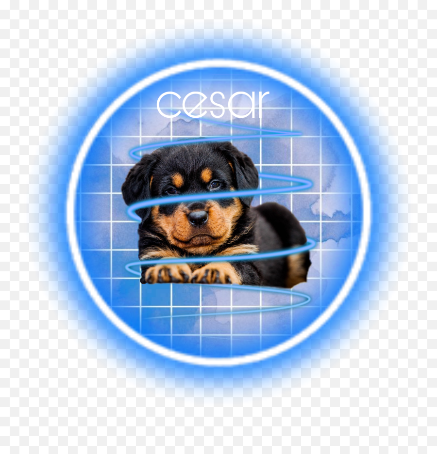 Dog Blue Rottweiler Sticker - Vulnerable Native Breeds Emoji,Rottweiler Emoji