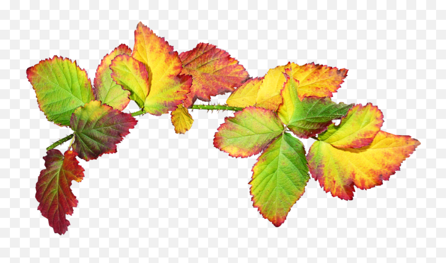 Free Photo Garden Leaves Fall Autumn Colorful Cut Out - Max Emoji,Laurel Wreath Emoticon