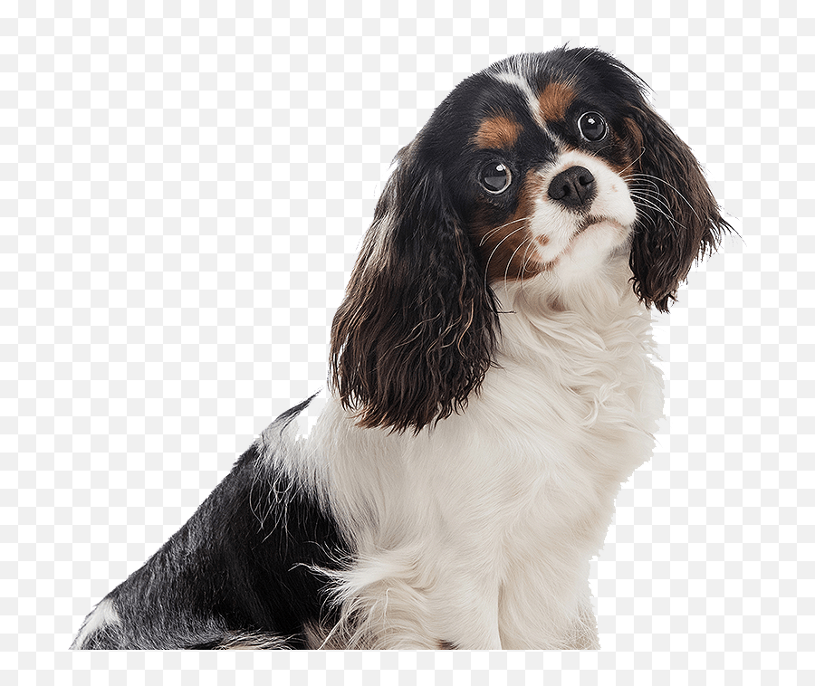 Professional Dog Trainers And Pet Training Services - Petsfolio Emoji,Walk Dog Emoji