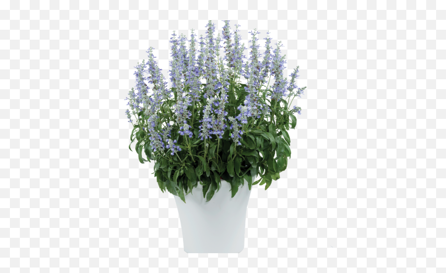 Sky Blue - Skullcap Emoji,Salvia Sallyfun Blue Emotion