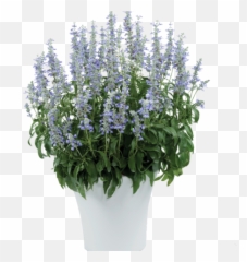 Sky Blue - Skullcap Emoji,Salvia Sallyfun Blue Emotion
