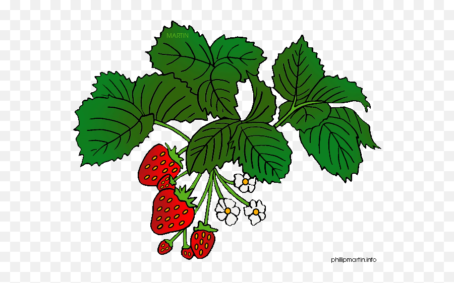 Calaméo - Instructional Project E Book Strawberry Plant Drawings Easy Emoji,Raspberry Emoji Gif