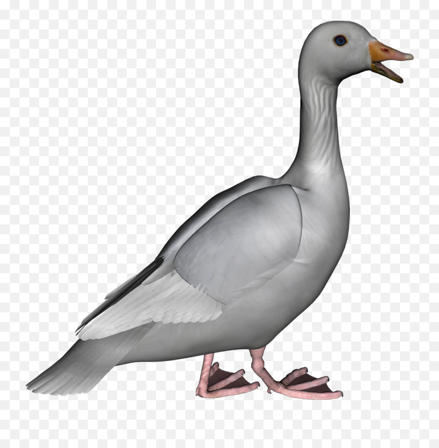 Canada Goose Clip Art - Grey Goose Clipart Emoji,Silly Goose Emoji