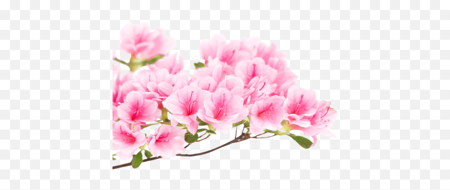 Japanese Flower Png Japanese Flower Png Transparent Free - Japan Nature Png Emoji,Japanese Flower Emoji