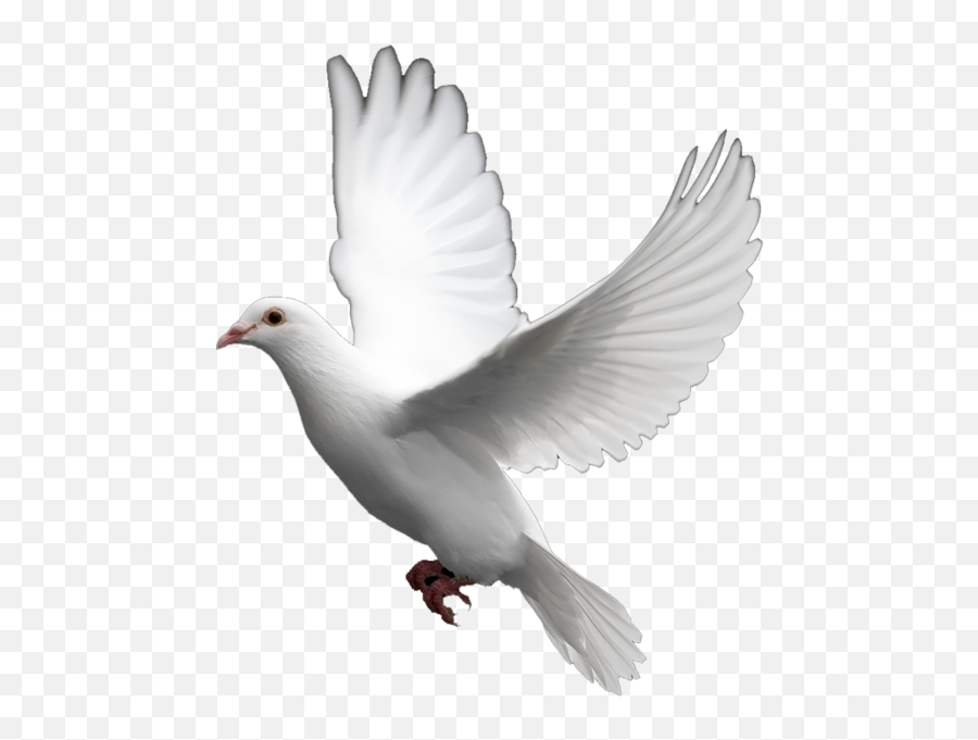 White Dove Psd Official Psds - Transparent Background Dove Png Emoji,Dove Bird Emojis