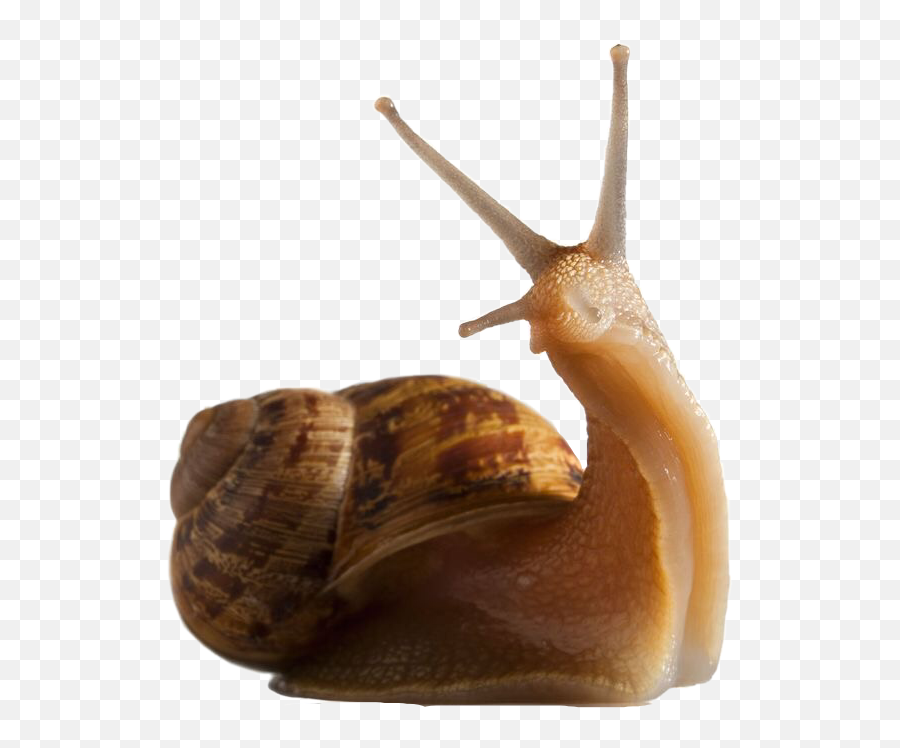 The Most Edited Escargot Picsart - Goblincore Transparent Emoji,Can Custom Emoticons Be Used In Escargot