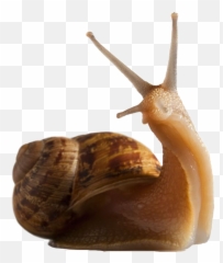 The Most Edited Escargot Picsart - Goblincore Transparent Emoji,Can Custom Emoticons Be Used In Escargot