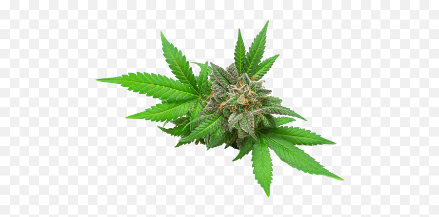 What Is Delta 8 Thc How Is It - Cannabis Flower With Leaf Emoji,High (weed) Five Emoji