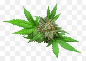What Is Delta 8 Thc How Is It - Cannabis Flower With Leaf Emoji,High (weed) Five Emoji