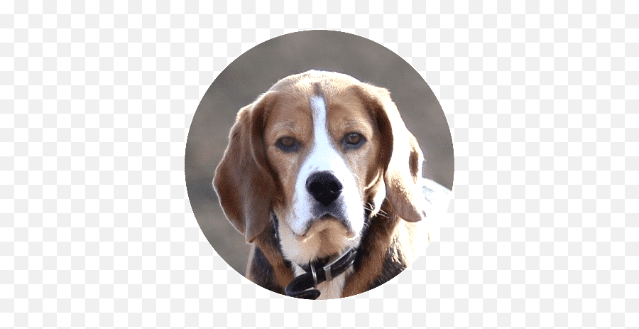 Puppy For Sale Buy Purebred Healty Emoji,Beagle Puppy Emotions