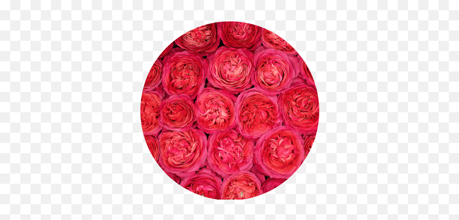 Rosaprima - Rose Stories Rosaprimau0027s 2021 New Varieties Emoji,Roses Are Senstive To Emotion