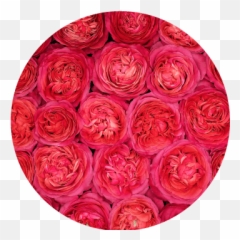 Rosaprima - Rose Stories Rosaprimau0027s 2021 New Varieties Emoji,Roses Are Senstive To Emotion