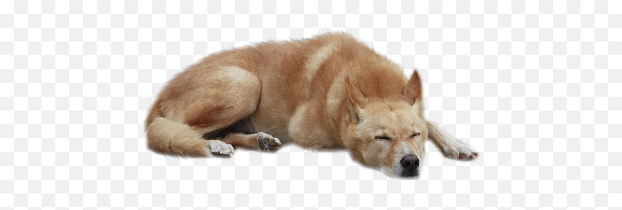 Dog Png Background Image Png Arts Emoji,Layinf Down Emoji