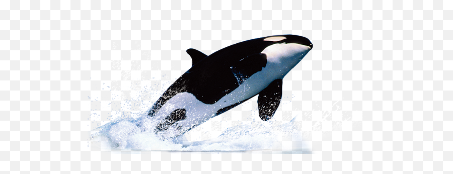 Whale Baleia Orca Sticker By Suuh - Whale Png Emoji,Killer Whale Emoji