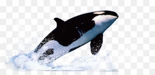 Whale Baleia Orca Sticker By Suuh - Whale Png Emoji,Killer Whale Emoji