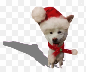 Top Seven Chances Stickers For Android - Dog Clothes Emoji,Chihuahua Emoticons