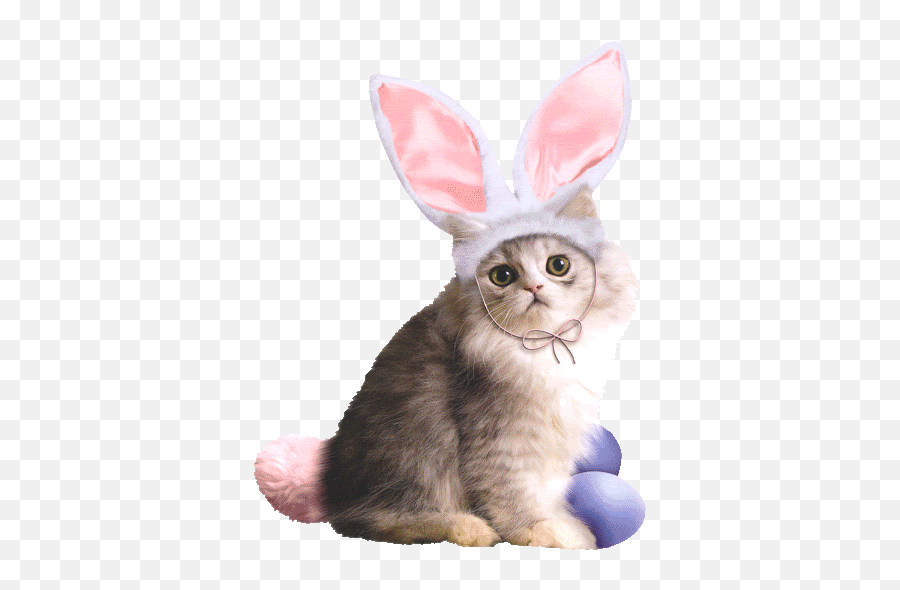 Ostern Gifs Bilder Ostern Bilder Ostern Animationen - Easter Cats Gifs Emoji,Emoticons Beweglich Whatsapp