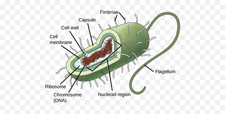 Do Cells Have Feelings - Quora Prokaryotic Cell Emoji,Emotion Paris Egg