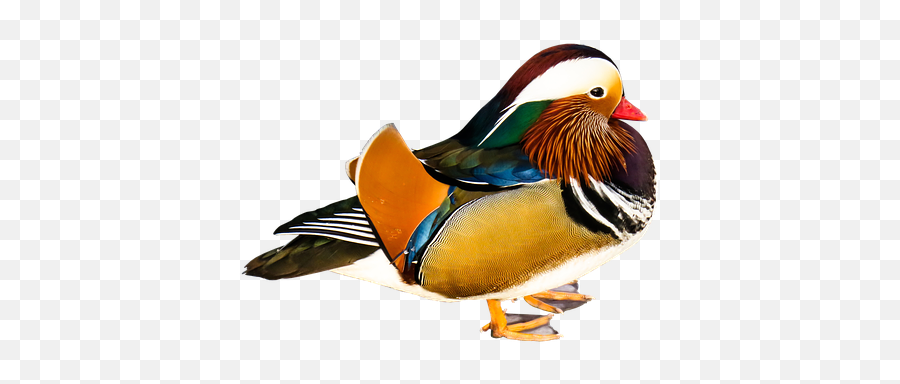 700 Free Mandarins U0026 Duck Photos - Pixabay Vogel Ente Emoji,Emotions Green Mandarin