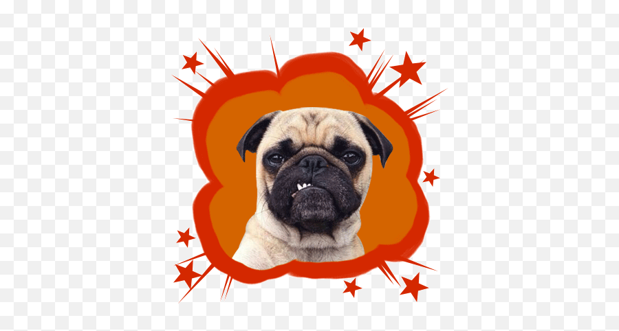 Handsome Pug Puppy Animated On The App Store Zentouchstudio - Perro Pug Selfie Emoji,Dog Emoticons