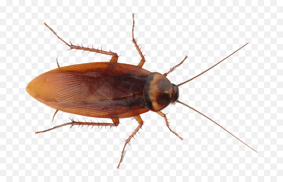 Cafard Meaning Cockroach - Cockroach Transparent Png Emoji,How To Get A Roach Emoji