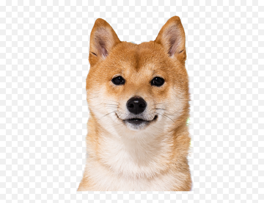 Inupathy - Hokkaido Dog Emoji,Where Emotions Hit You Visualized