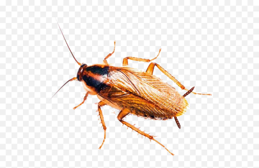 Roaches Png Image Background Png Arts - Know If A Cockroach Emoji,Cockaroch Emoji