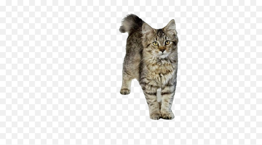 Home - Domestic Cat Emoji,Grey Tabby Emojis