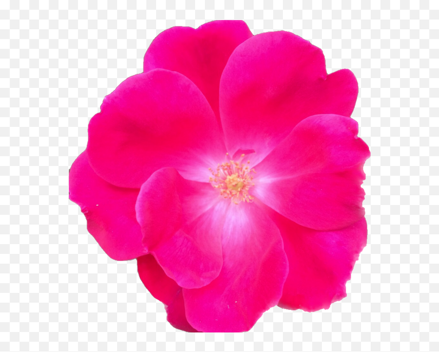 Self - Ground Rose Emoji,Fushia Pink Emotion