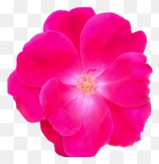 Self - Ground Rose Emoji,Fushia Pink Emotion
