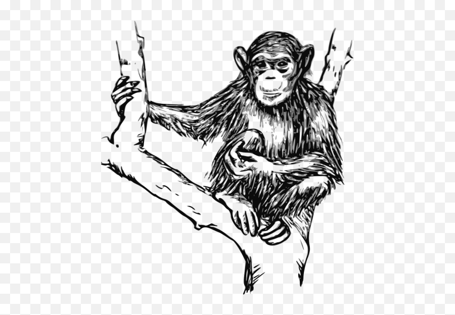Chimpanzee Primacy Monkey Sitting View - Chimpanzee Clipart Black And White Emoji,Bared Teeth Chimpanzee Emotion