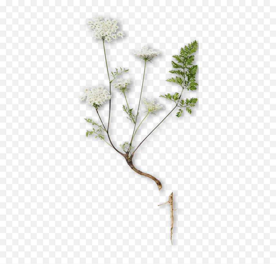 Angelica Essential Oil For Skincare History Benefits And Use - Wild Carrot Emoji,Sweet Emotion What Year Did It Come Out