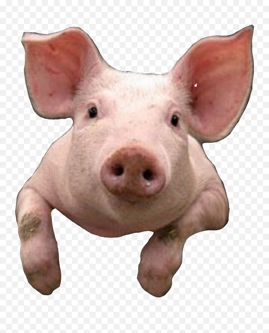 The Most Edited Cerdo Picsart - Beautiful Pig Emoji,Apple Emojis Pig